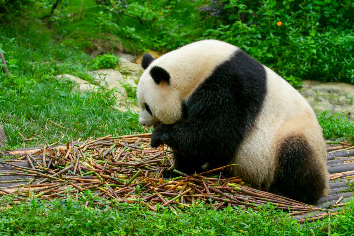 Giant panda eating bamboo in Chengdu